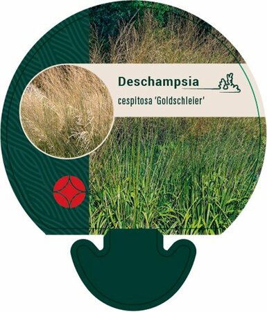 Deschampsia cespitosa 'Goldschleier' P9 - afbeelding 2