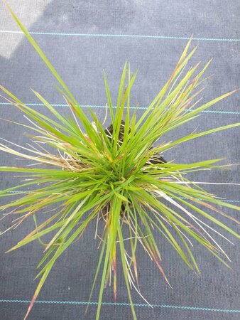 Deschampsia cespitosa 'Goldschleier' P9 - afbeelding 1