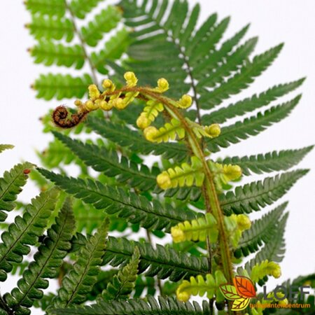 Dryopteris wallichiana P11 - afbeelding 1