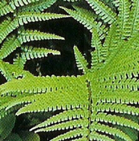 Dryopteris wallichiana P11 - afbeelding 5