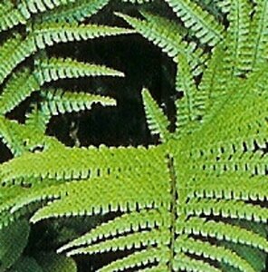 Dryopteris wallichiana P11 - afbeelding 5