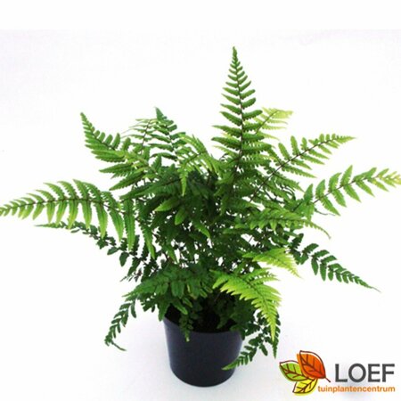 Dryopteris wallichiana P11 - afbeelding 2