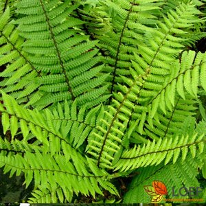 Dryopteris wallichiana P11 - afbeelding 3
