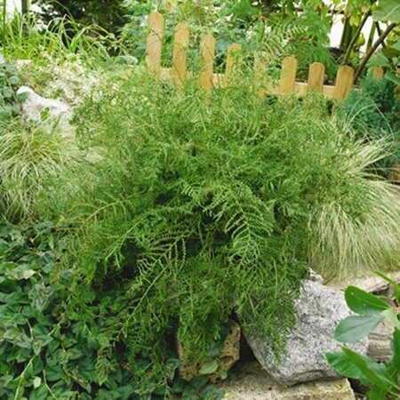 Dryopteris filix-mas C2 - afbeelding 4