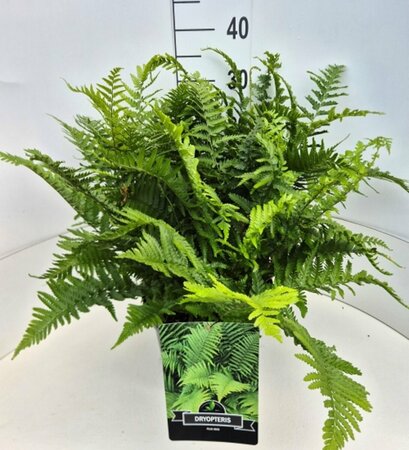 Dryopteris filix-mas C2 - afbeelding 6