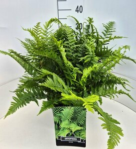 Dryopteris filix-mas C2 - afbeelding 6