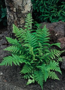 Dryopteris filix-mas C2 - afbeelding 2