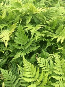 Dryopteris filix-mas C2 - afbeelding 8
