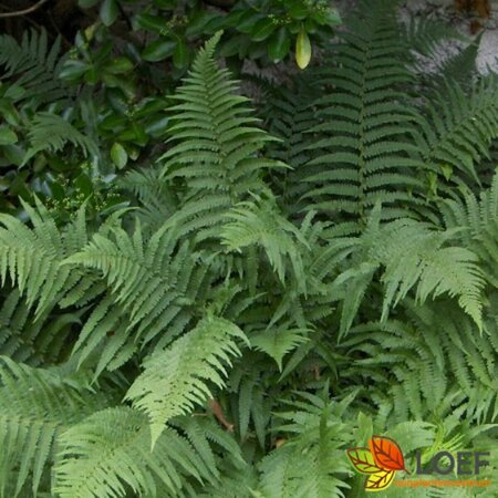 Dryopteris filix-mas C2 - afbeelding 11