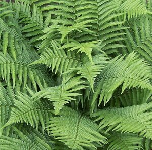 Dryopteris filix-mas C2 - afbeelding 13