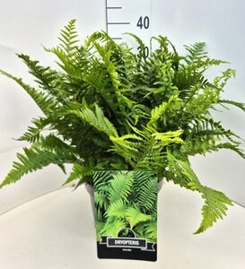 Dryopteris filix-mas C2 - afbeelding 5