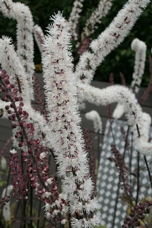 Actaea ramosa 'Atropurpurea' P9 - afbeelding 6