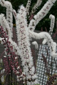 Actaea ramosa 'Atropurpurea' P9 - afbeelding 6