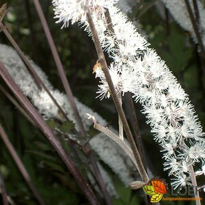 Actaea ramosa 'Atropurpurea' P9