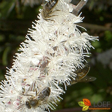 Actaea ramosa 'Atropurpurea' P9 - afbeelding 4