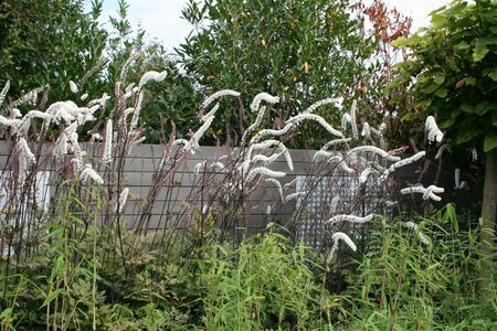 Actaea ramosa 'Atropurpurea' P9 - afbeelding 11