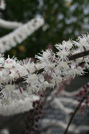 Actaea ramosa 'Atropurpurea' P9 - afbeelding 2