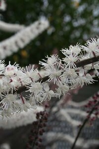 Actaea ramosa 'Atropurpurea' P9 - afbeelding 2
