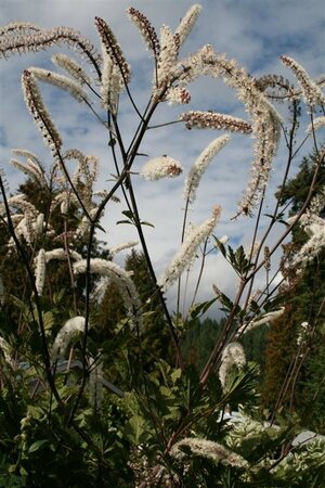 Actaea ramosa 'Atropurpurea' P9 - afbeelding 7