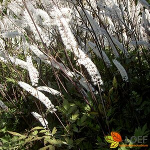 Actaea ramosa 'Atropurpurea' P9 - afbeelding 3