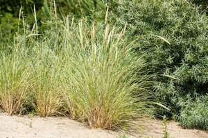 Ammophila arenaria P9 - afbeelding 4