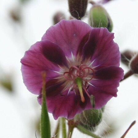 Geranium phaeum 'Samobor' P9 - afbeelding 2