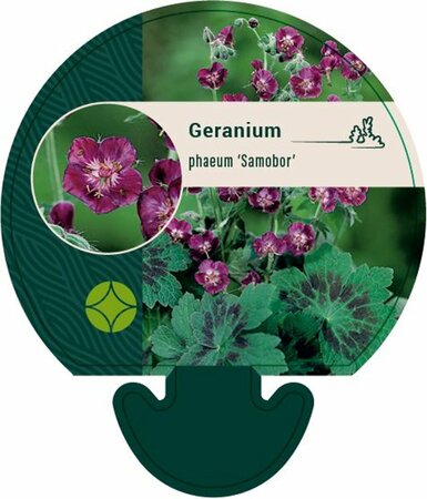 Geranium phaeum 'Samobor' P9 - afbeelding 1