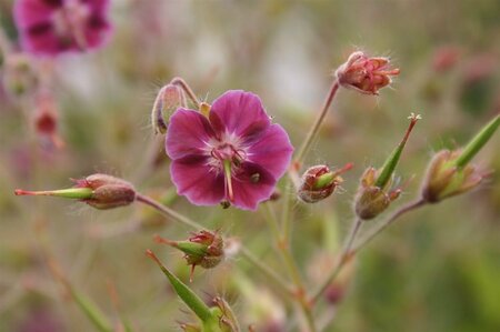 Geranium phaeum 'Samobor' P9 - afbeelding 3