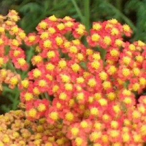 Achillea 'Walther Funcke' P9
