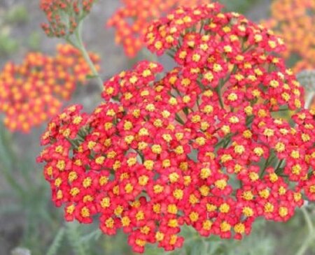 Achillea 'Walther Funcke' P9 - afbeelding 2