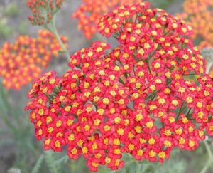 Achillea 'Walther Funcke' P9 - afbeelding 2