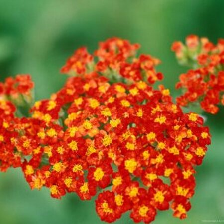 Achillea 'Walther Funcke' P9 - afbeelding 3