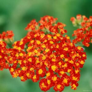 Achillea 'Walther Funcke' P9 - afbeelding 3