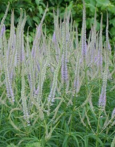 Veronicastrum virginicum 'Lavandelturm' P9