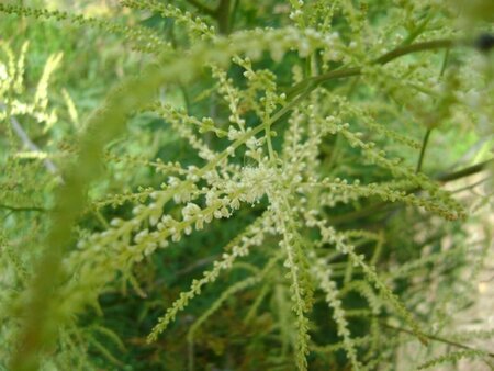 Aruncus dioicus 'Kneiffii' P9 - afbeelding 7