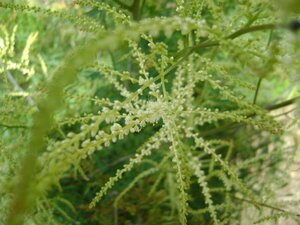 Aruncus dioicus 'Kneiffii' P9 - afbeelding 7