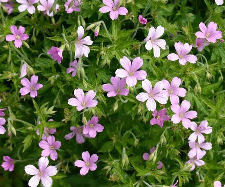 Geranium endressii P9 - afbeelding 4