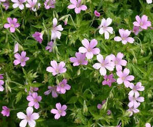 Geranium endressii P9 - afbeelding 4