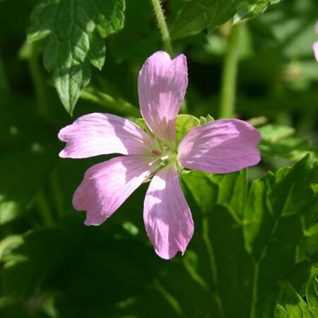 Geranium endressii P9 - afbeelding 3