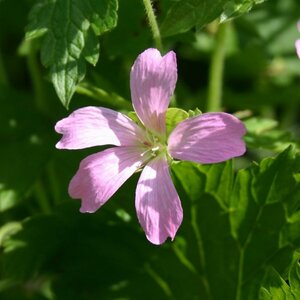 Geranium endressii P9 - afbeelding 3