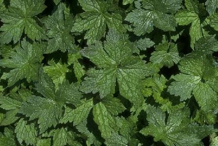 Geranium endressii P9 - afbeelding 9