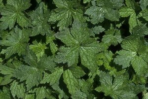 Geranium endressii P9 - afbeelding 9