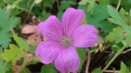 Geranium endressii P9 - afbeelding 11