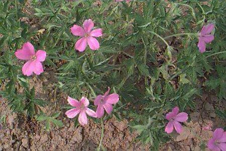 Geranium endressii P9 - afbeelding 8