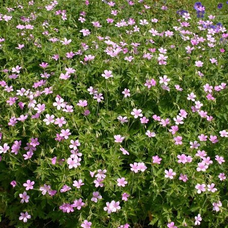 Geranium endressii P9 - afbeelding 2