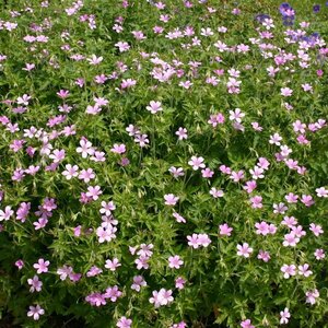 Geranium endressii P9 - afbeelding 2