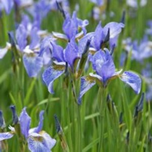 Iris sibirica 'Perry's Blue' P9 - afbeelding 5