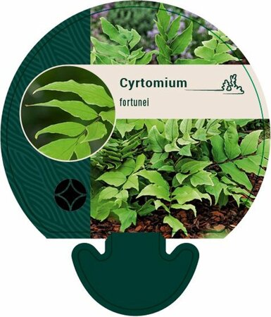 Cyrtomium fortunei C2 - afbeelding 4