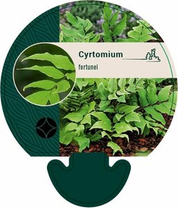 Cyrtomium fortunei C2 - afbeelding 4