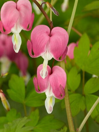 Dicentra spectabilis C2 - afbeelding 3